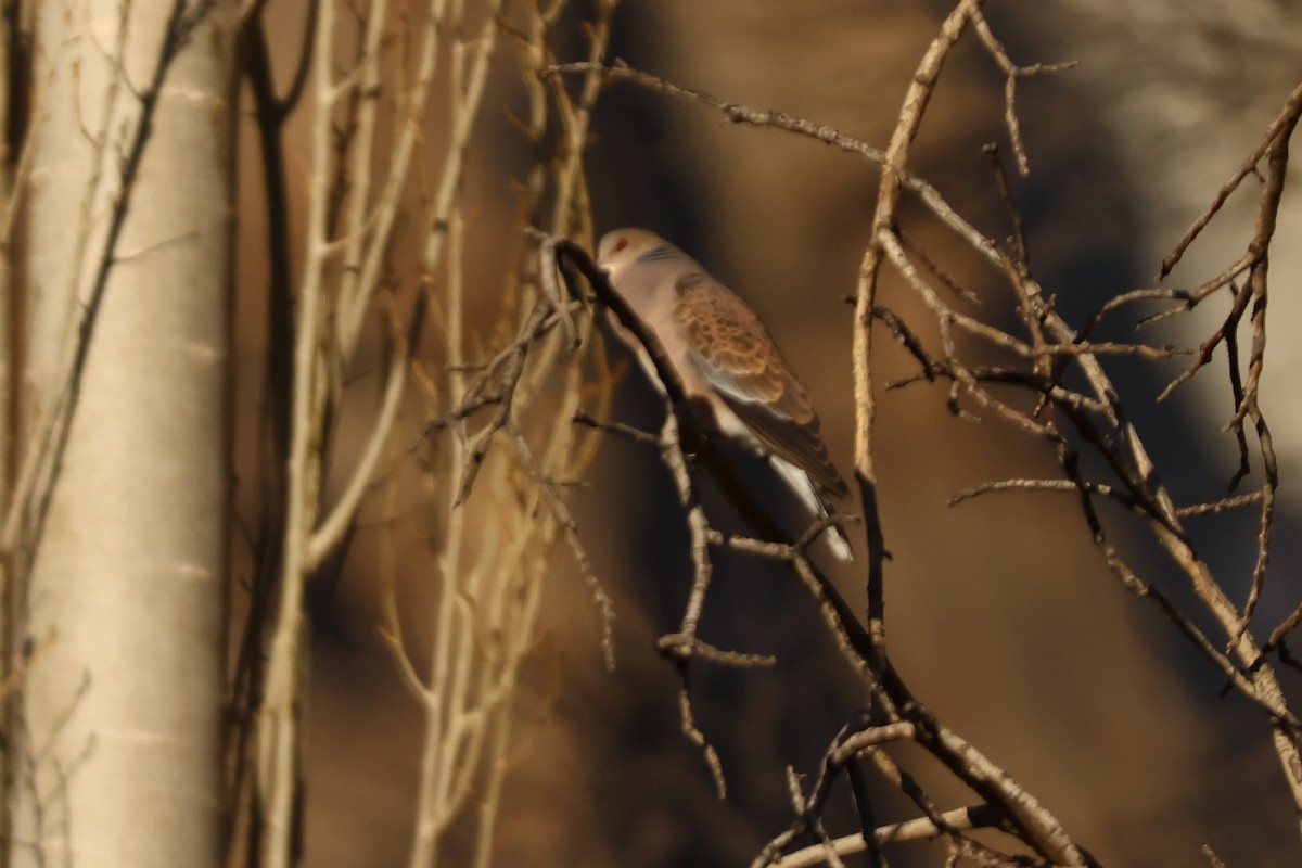 Oriental Turtle-Dove - ML550568611