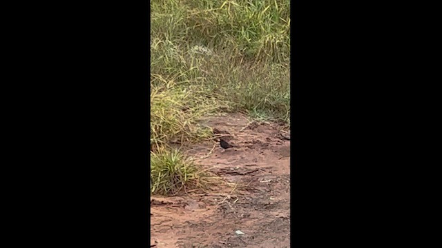 Purple Indigobird - ML550571491