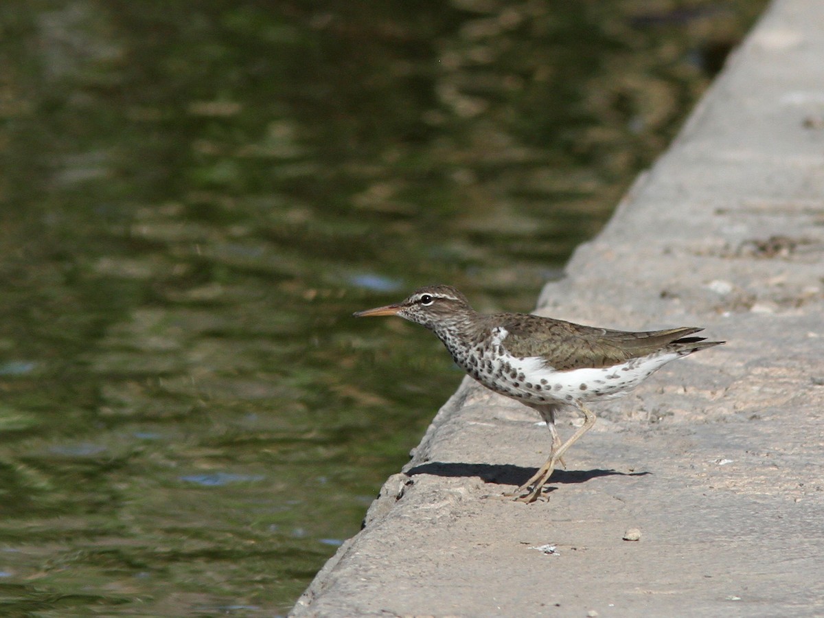 Spotted Sandpiper - Larry Therrien