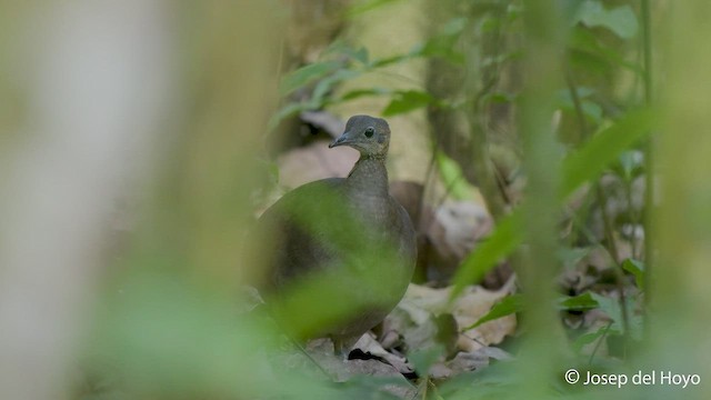 Grand Tinamou - ML550572691