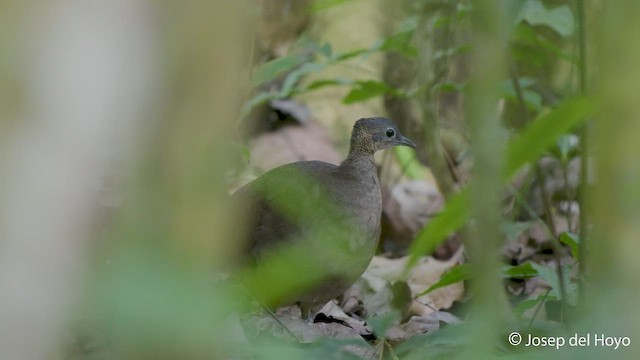 Great Tinamou - ML550572701