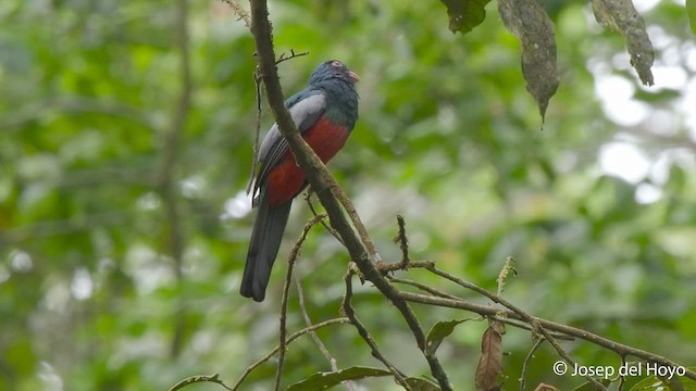 Gri Kuyruklu Trogon - ML550572721