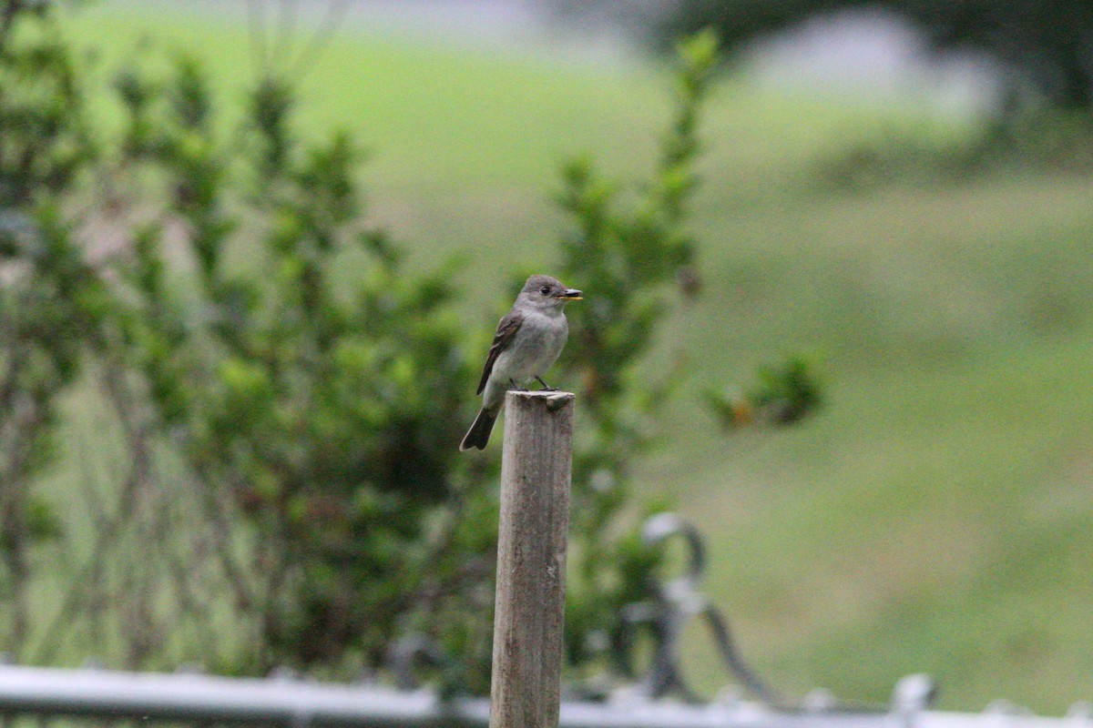 Eastern Wood-Pewee - ML550573501