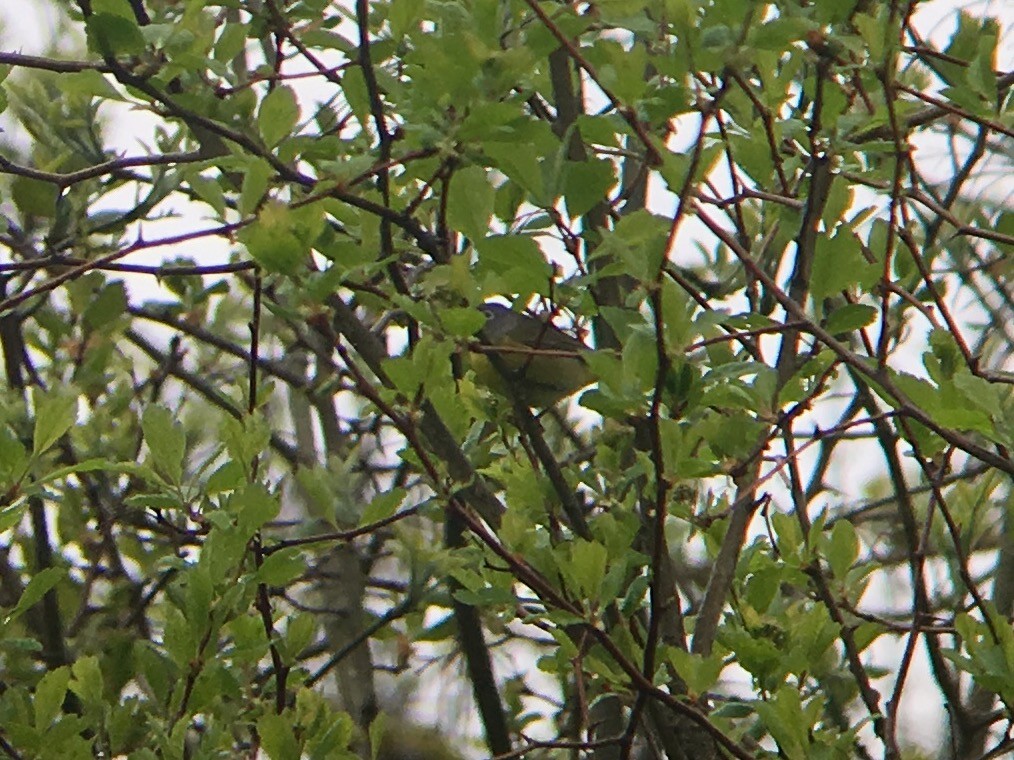 Nashville Warbler - ML55057371