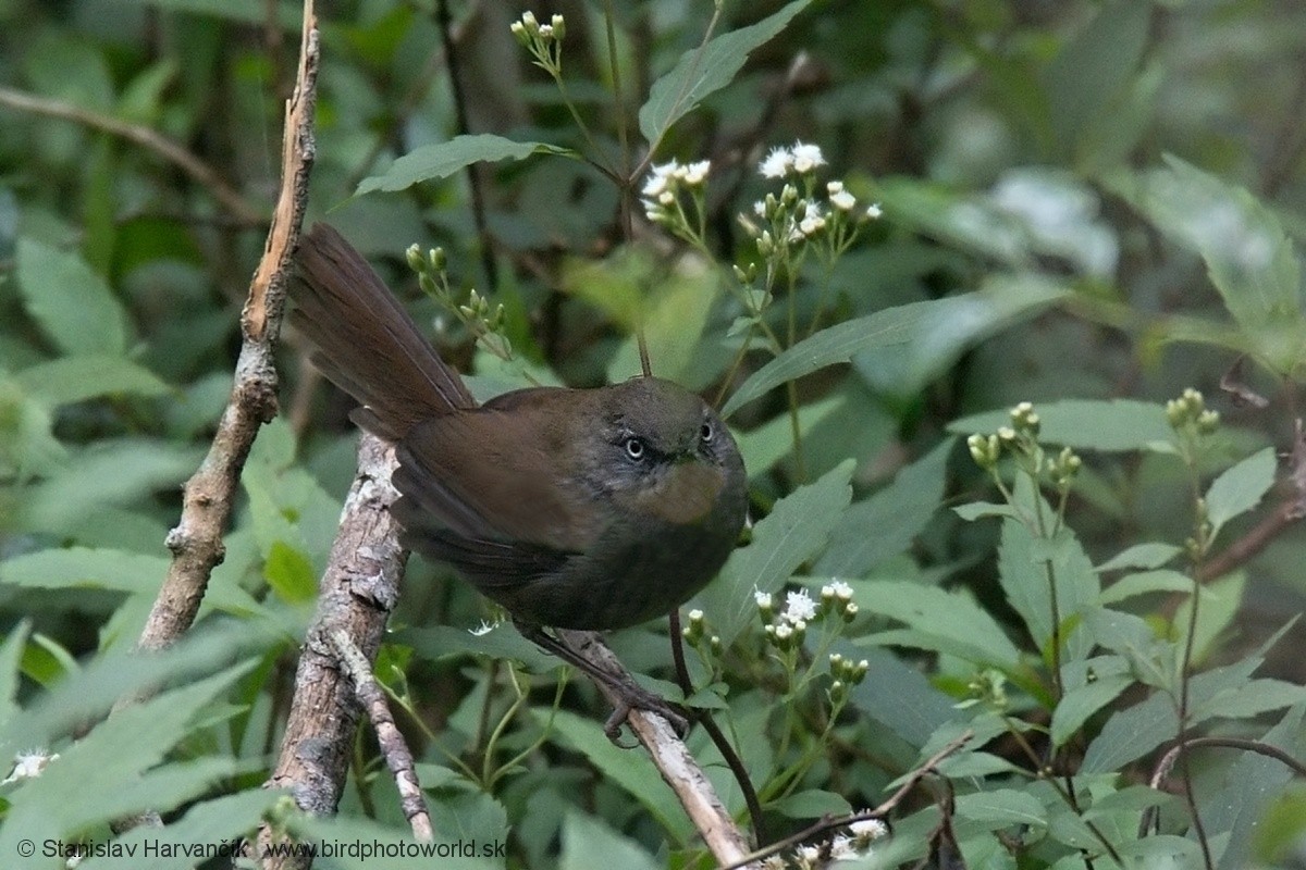 Sri Lanka Bush Warbler - Stanislav Harvančík