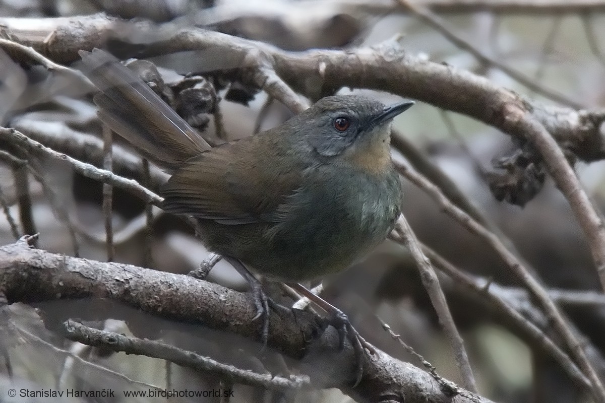 Sri Lanka Bush Warbler - Stanislav Harvančík