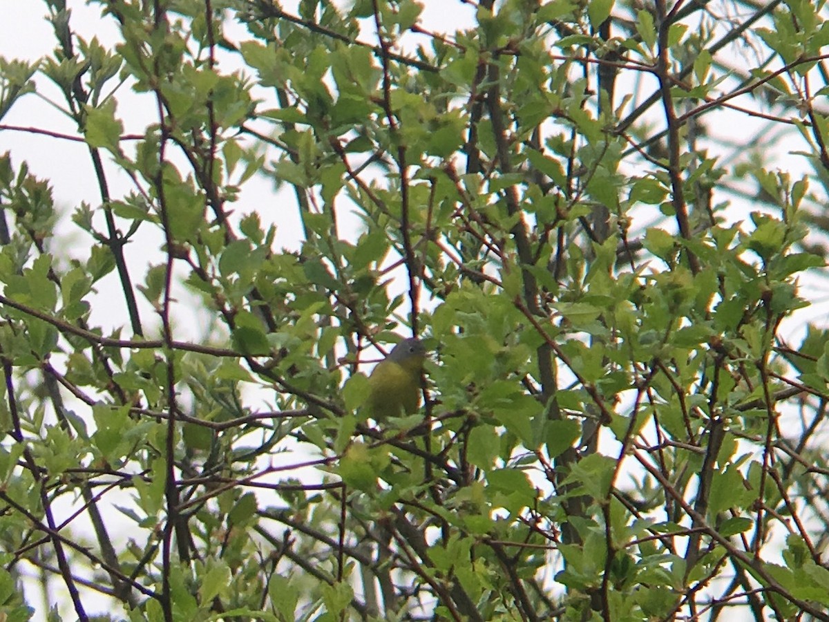 Nashville Warbler - ML55057381