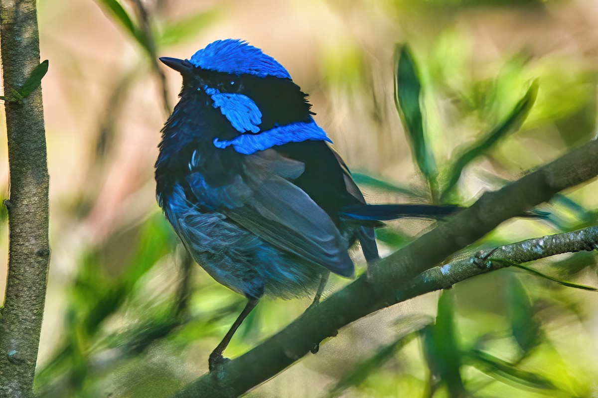 Superb Fairywren - ML550575011