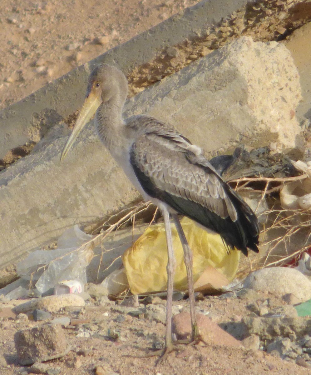 Yellow-billed Stork - ML55057621