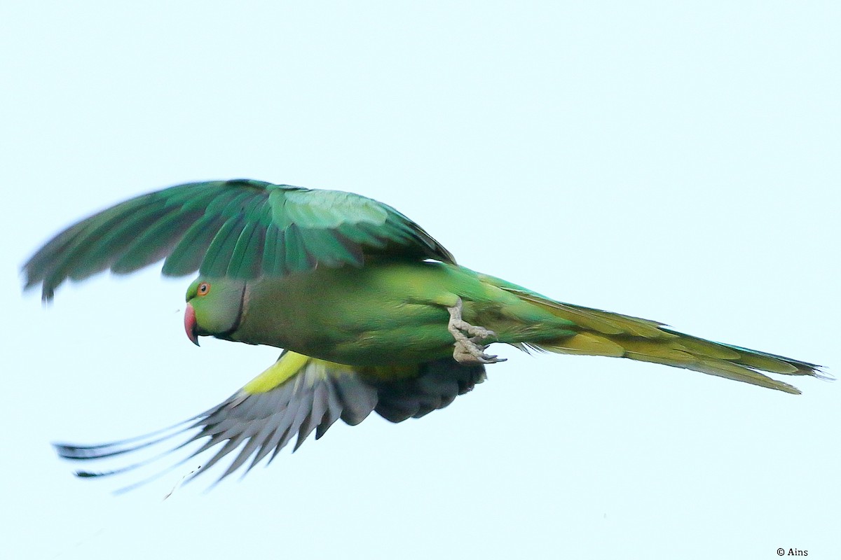 Rose-ringed Parakeet - ML550577451