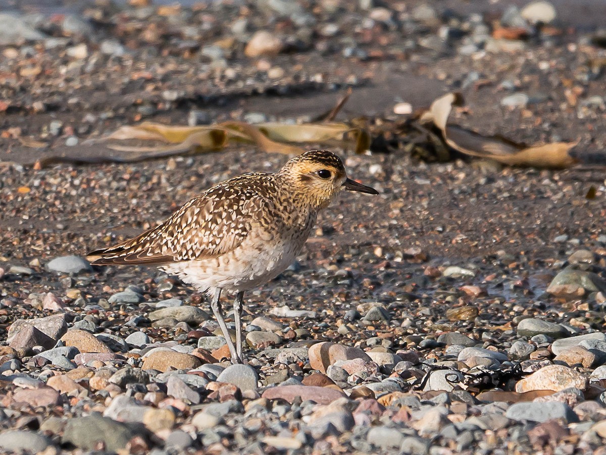 Pacific Golden-Plover - ML550577471