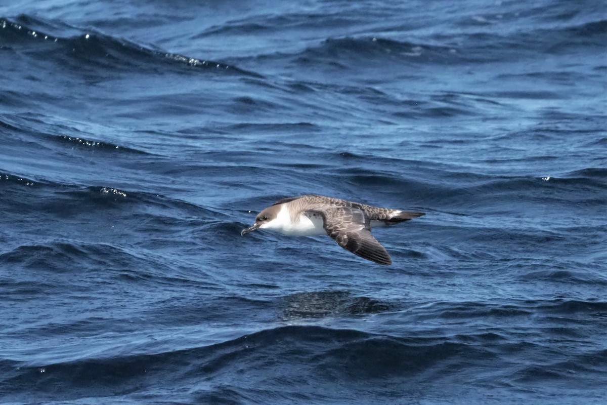 Great Shearwater - ML550578371