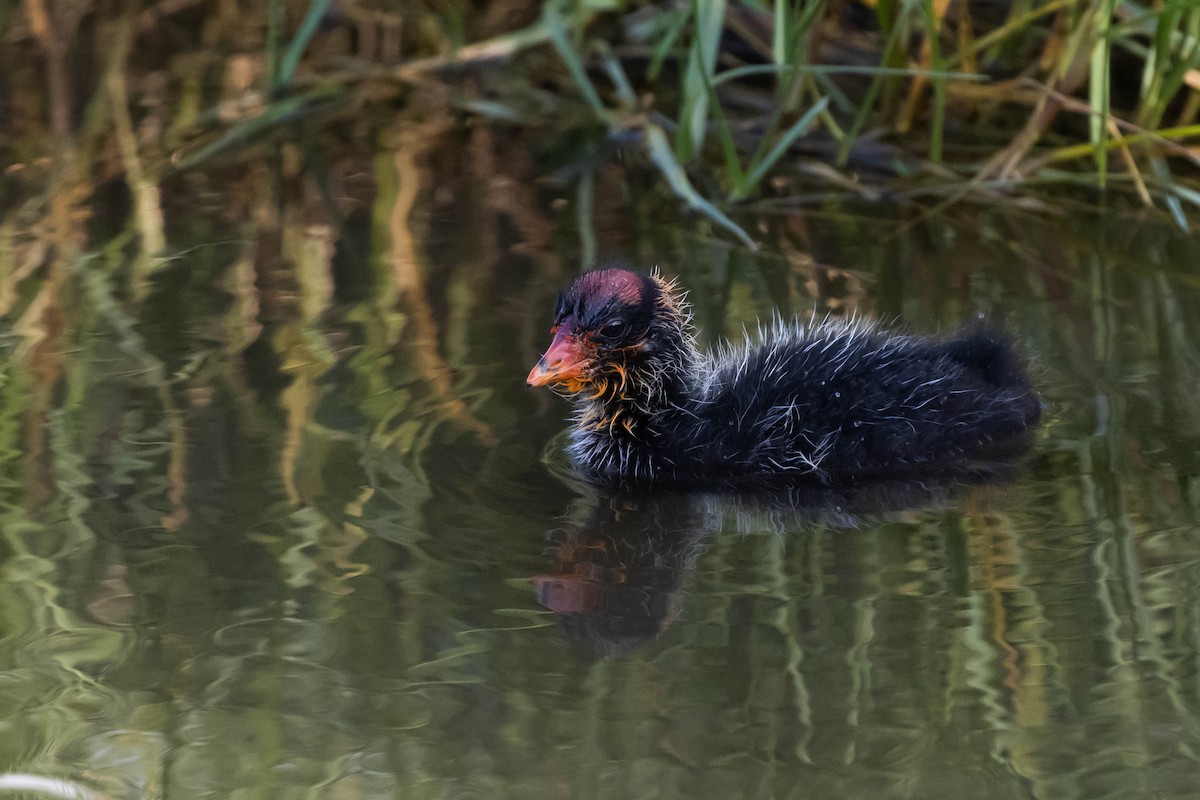 Hawaiian Coot - ML550578591