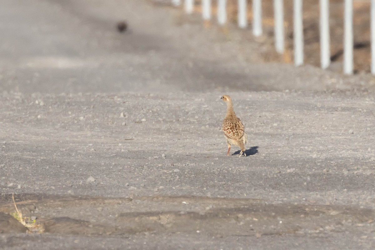 Gray Francolin - ML550578661