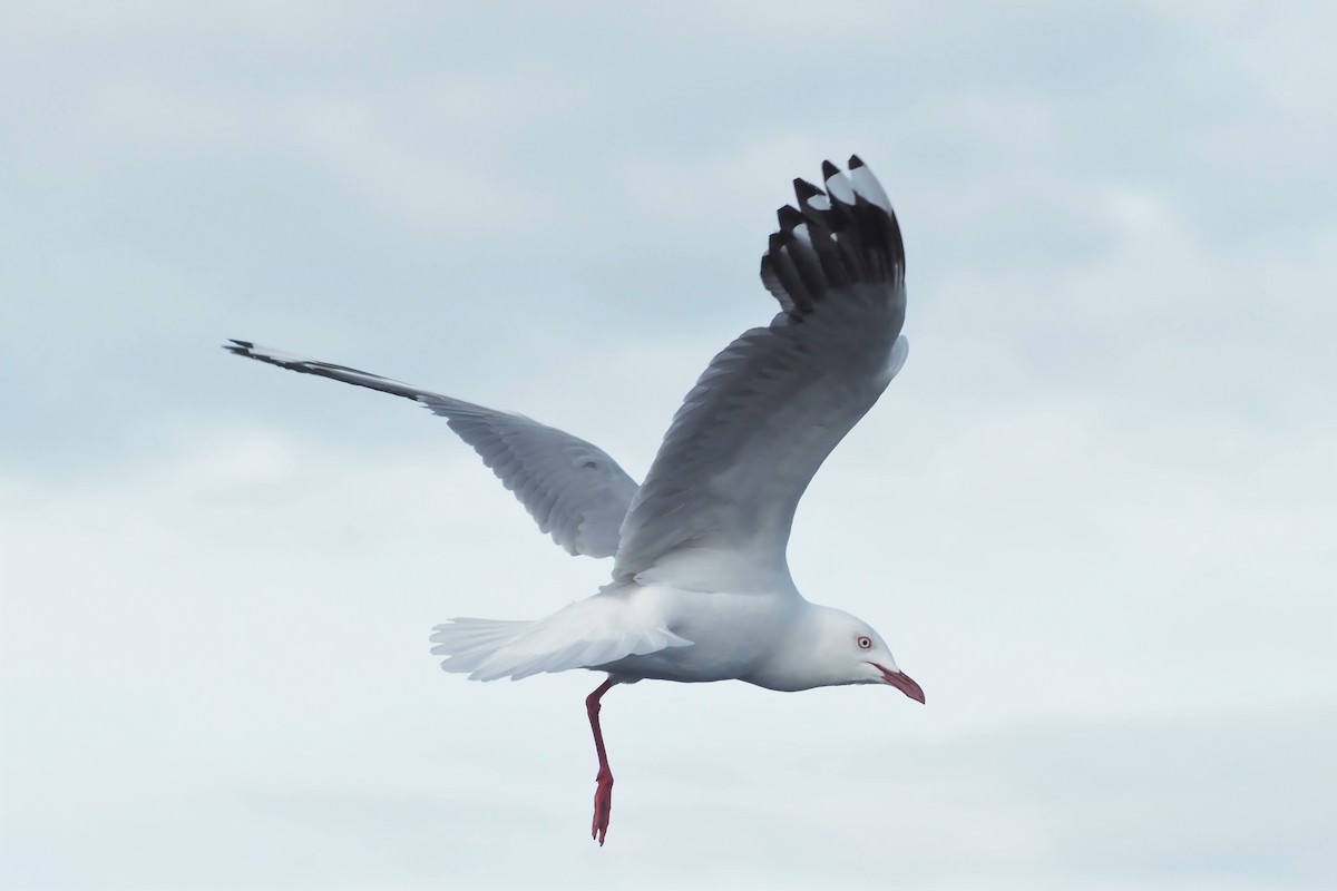 ギンカモメ（novaehollandiae／forsteri） - ML550579311