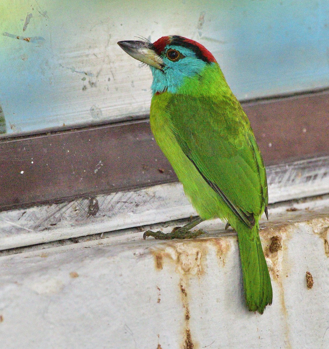 Blue-throated Barbet - ML550579471