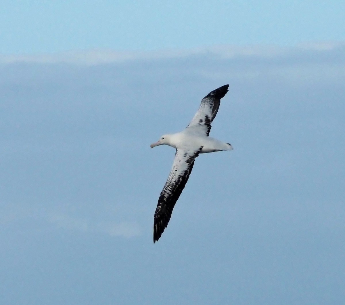 Albatros hurleur, A. de Tristan da Cunha ou A. des Antipodes - ML550579481