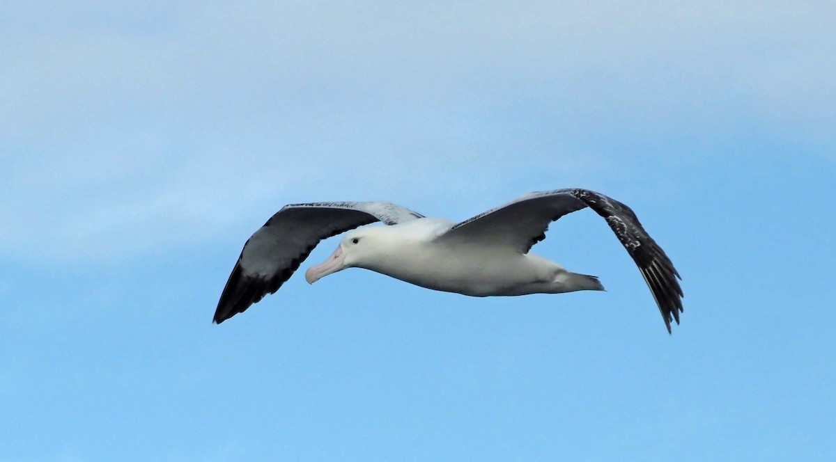 Albatros hurleur, A. de Tristan da Cunha ou A. des Antipodes - ML550579491