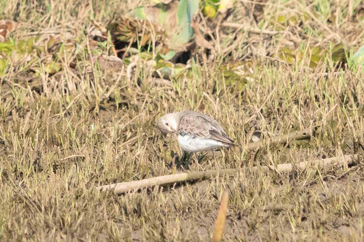 Temminck's Stint - Jan Lile