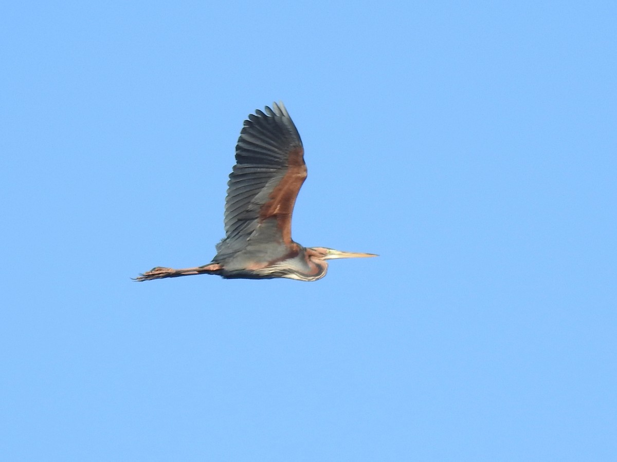 Purple Heron - ML550580701