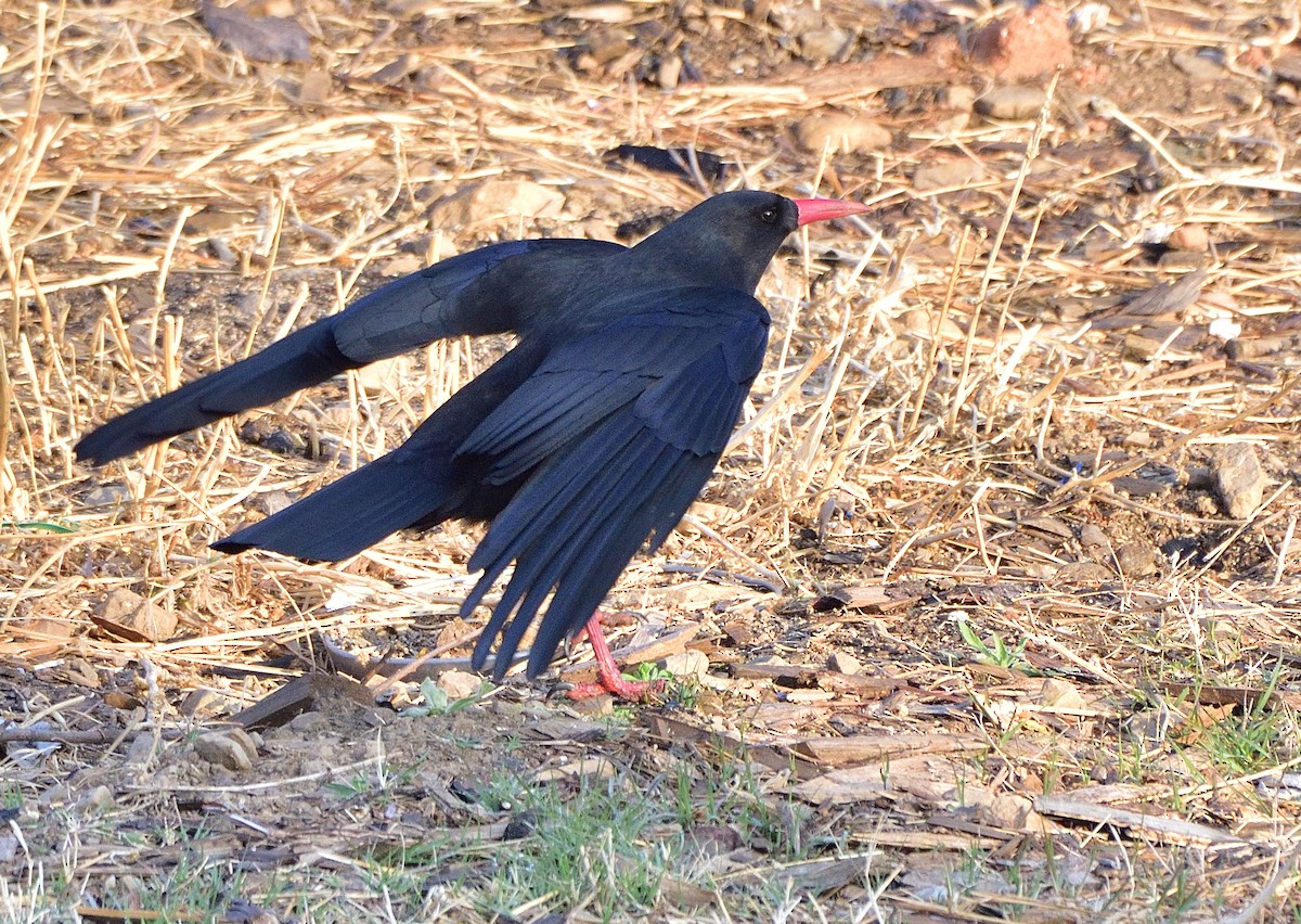 Red-billed Chough - ML550580711