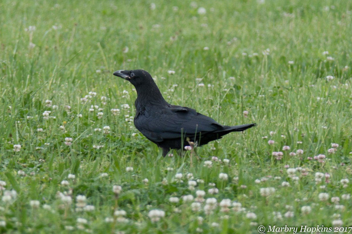 Common Raven - ML55058151