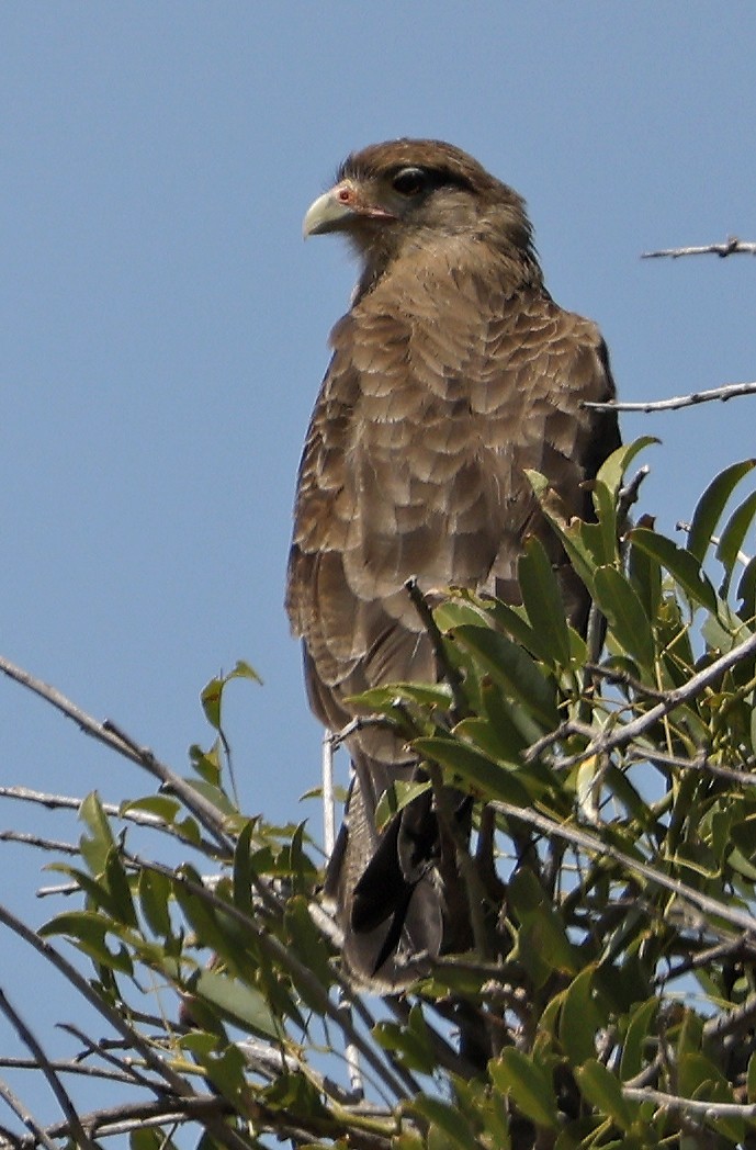 Chimango Caracara - ML550582051