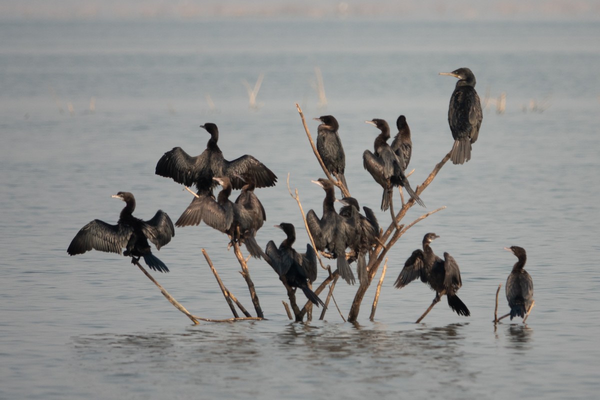 Little Cormorant - ML550582641