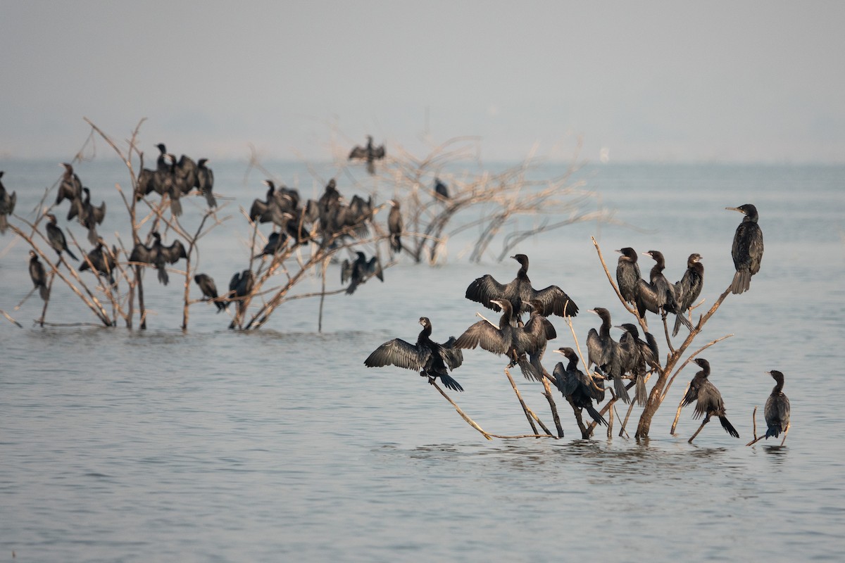 Little Cormorant - ML550582651