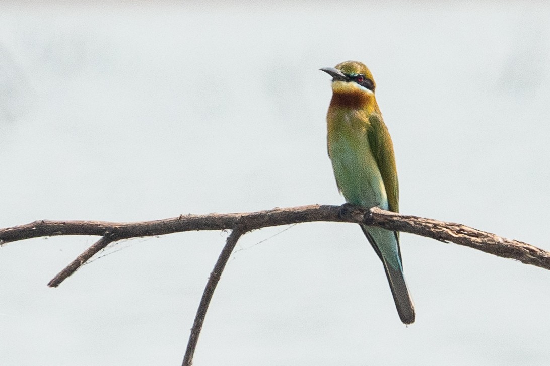 Blue-tailed Bee-eater - ML550583341