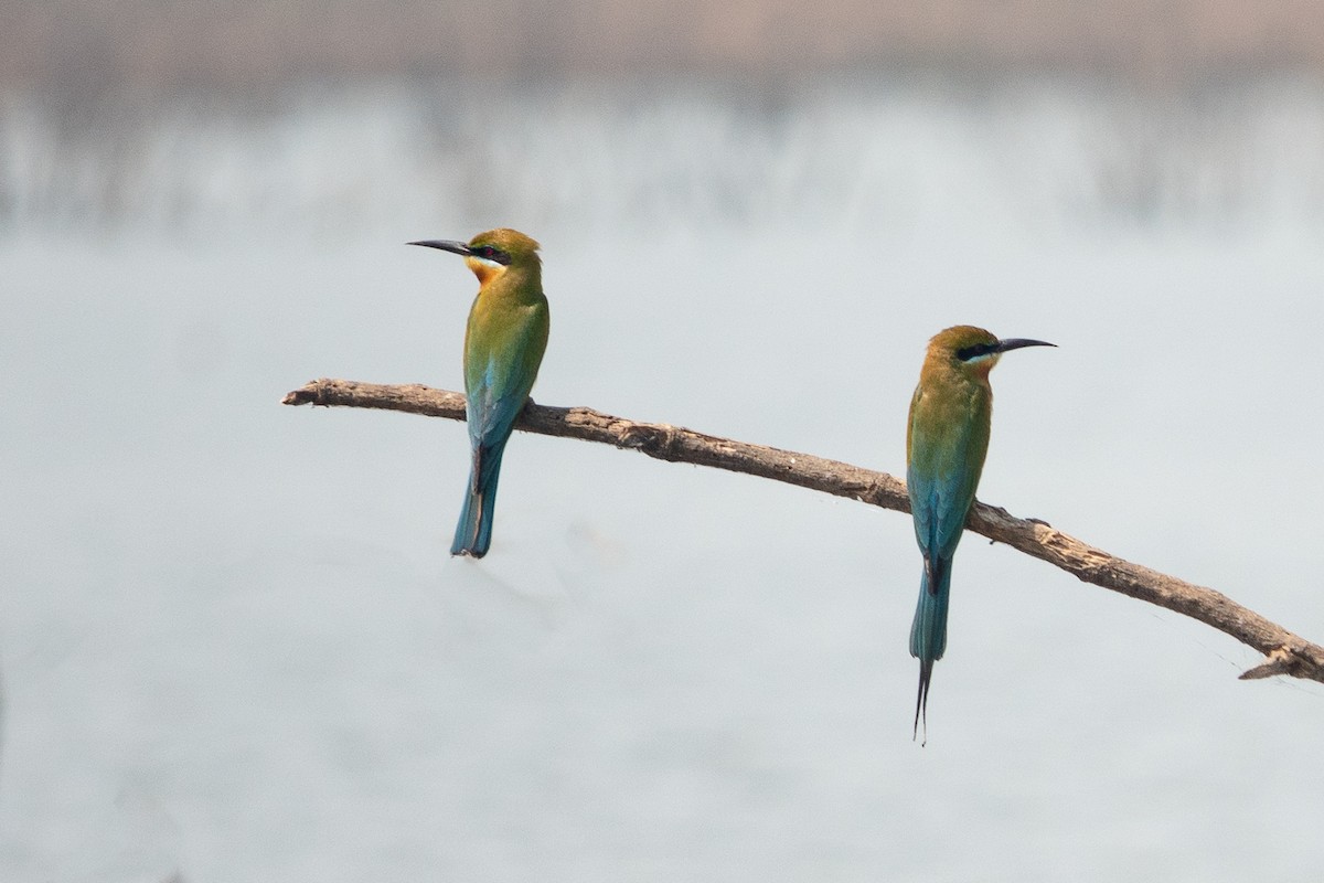 Blue-tailed Bee-eater - ML550583351