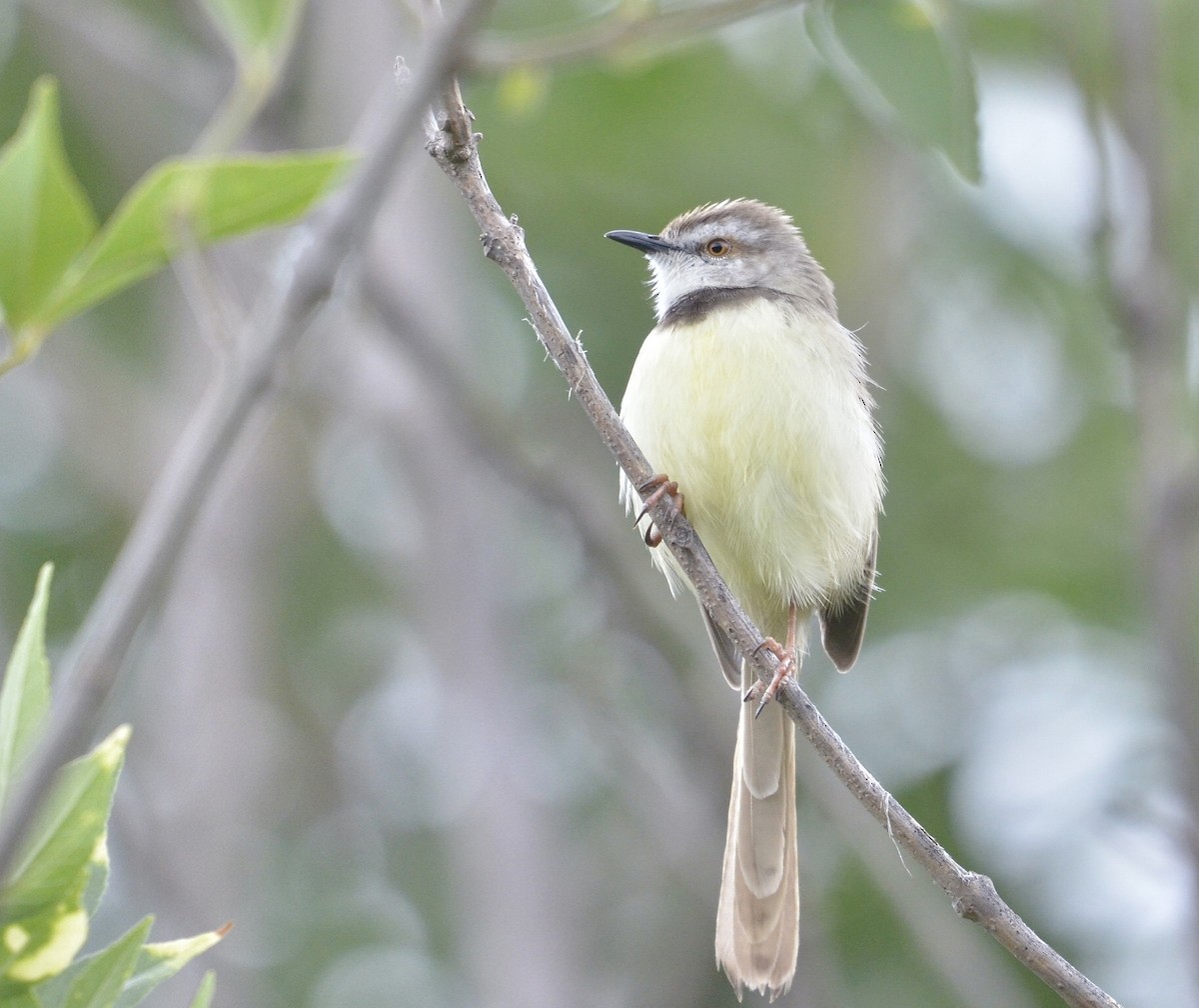 Black-chested Prinia - ML550583661