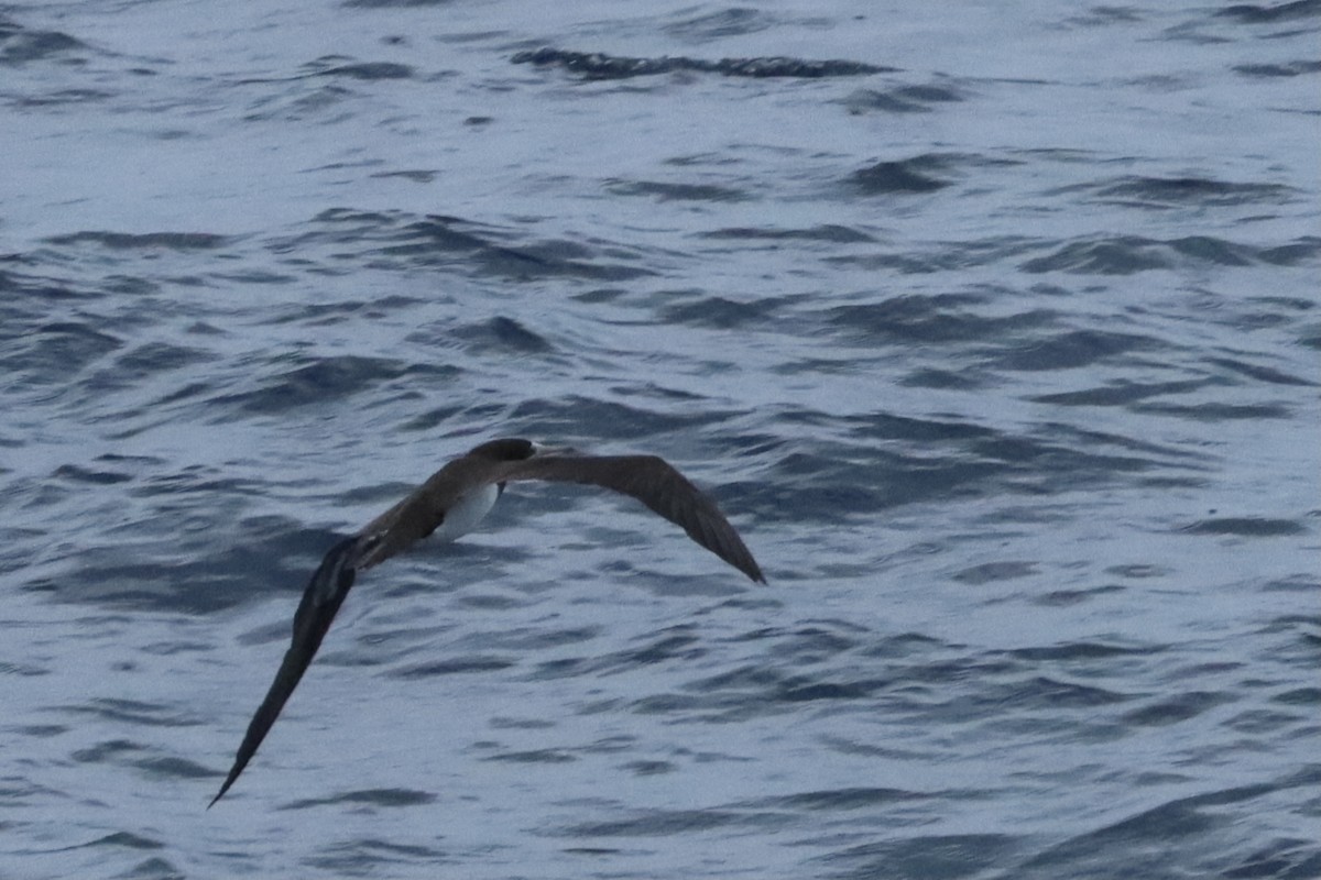 Brown Booby - Doug Cooper