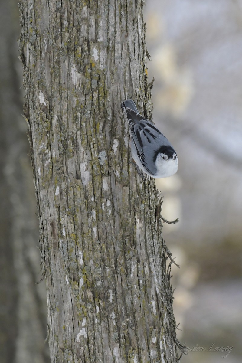 White-breasted Nuthatch - ML550583841