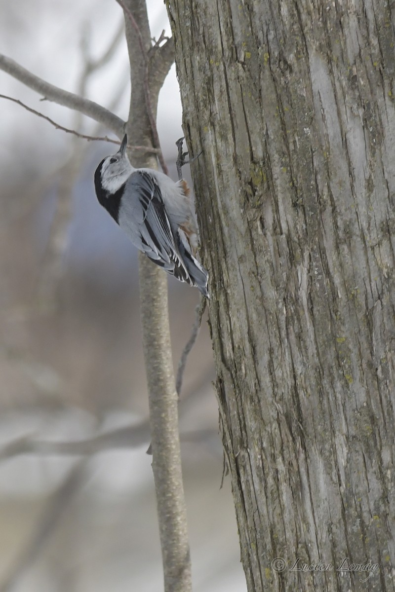 White-breasted Nuthatch - ML550583861