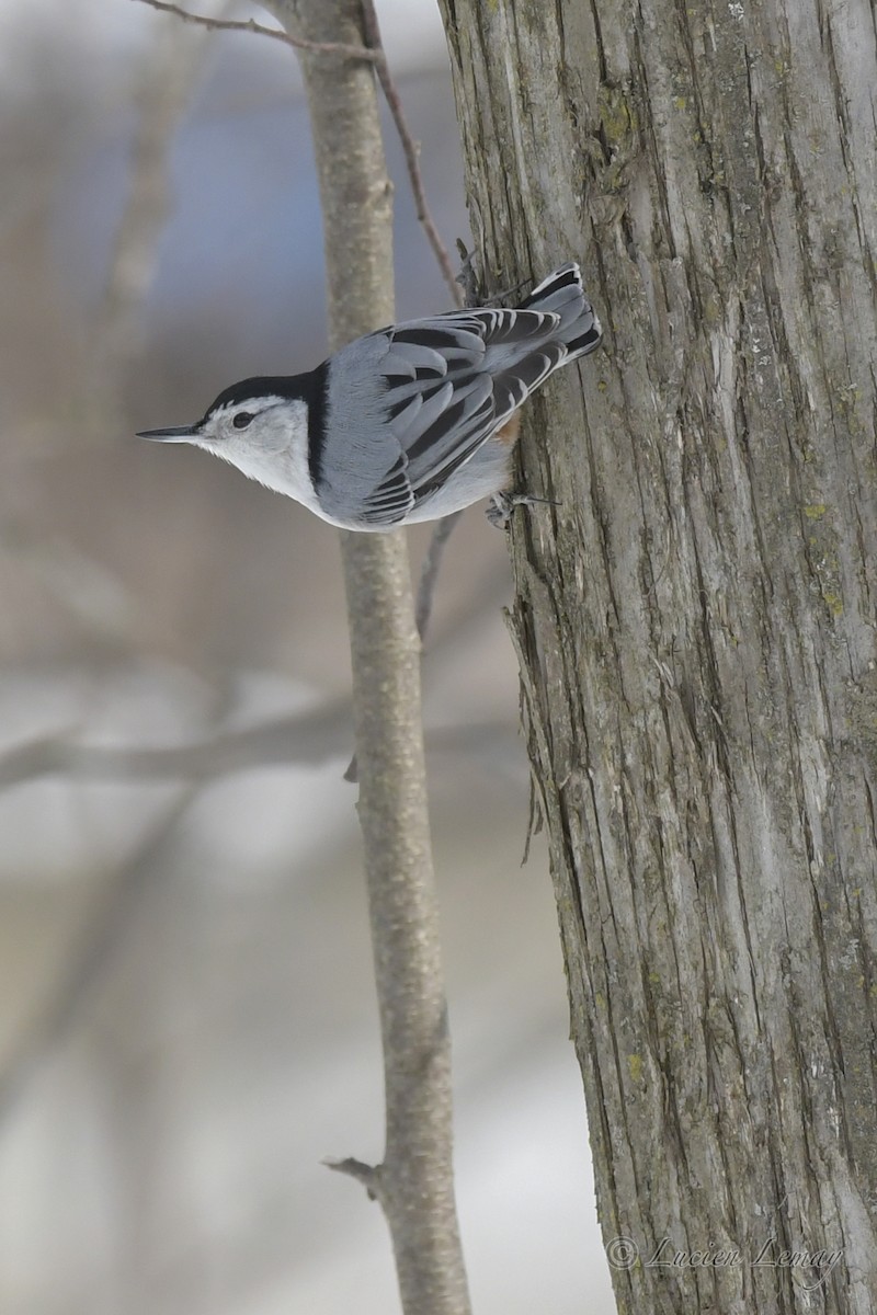 White-breasted Nuthatch - ML550583911