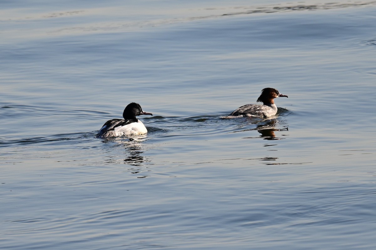 Grand Harle (merganser/orientalis) - ML550584061