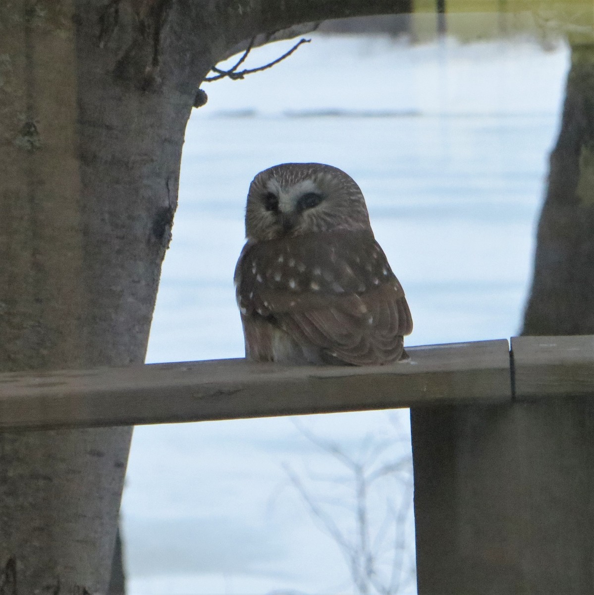 Northern Saw-whet Owl - Loretta Coty