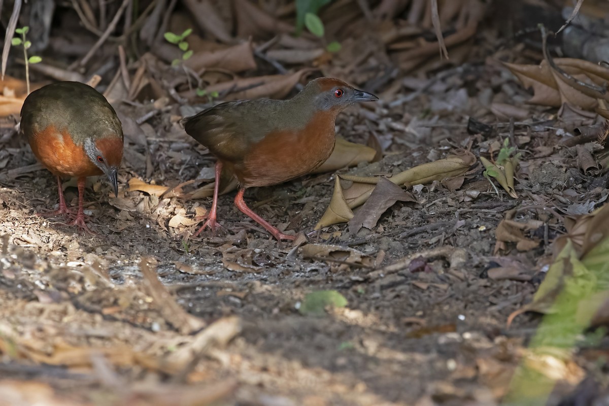 Russet-crowned Crake - ML550587421