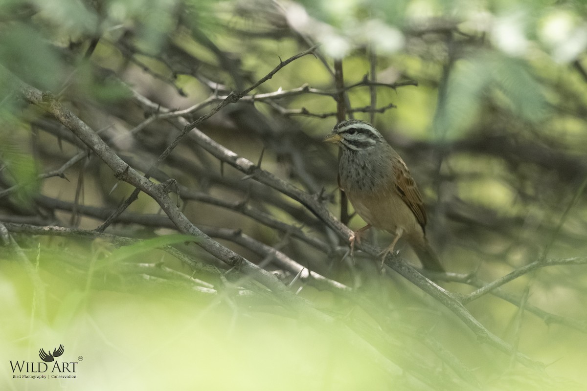 Striolated Bunting - Esha Munshi