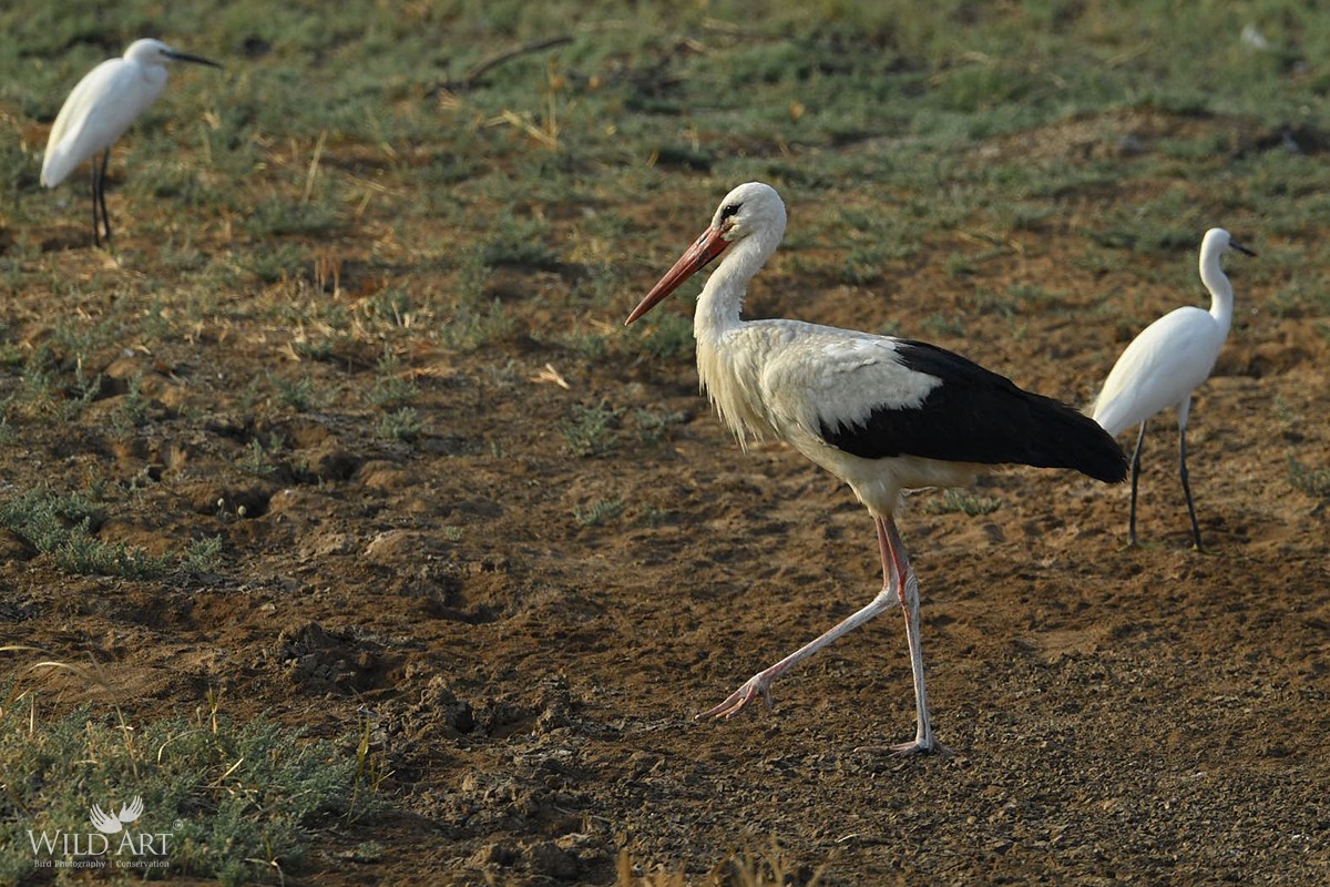 White Stork - Esha Munshi
