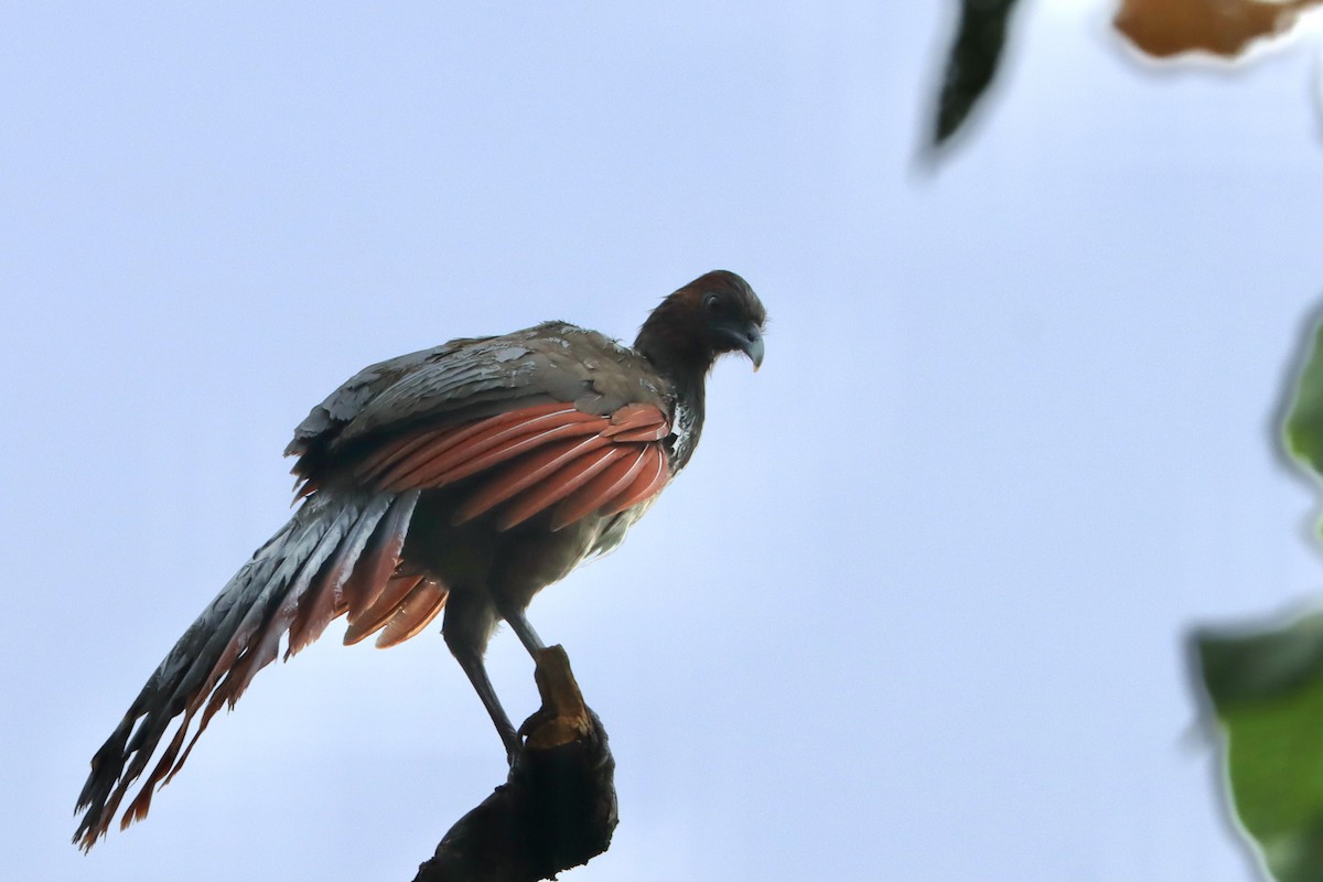 eBird Checklist - 27 Mar 2023 - Pacoche--Refugio de Vida Silvestre - 36 ...