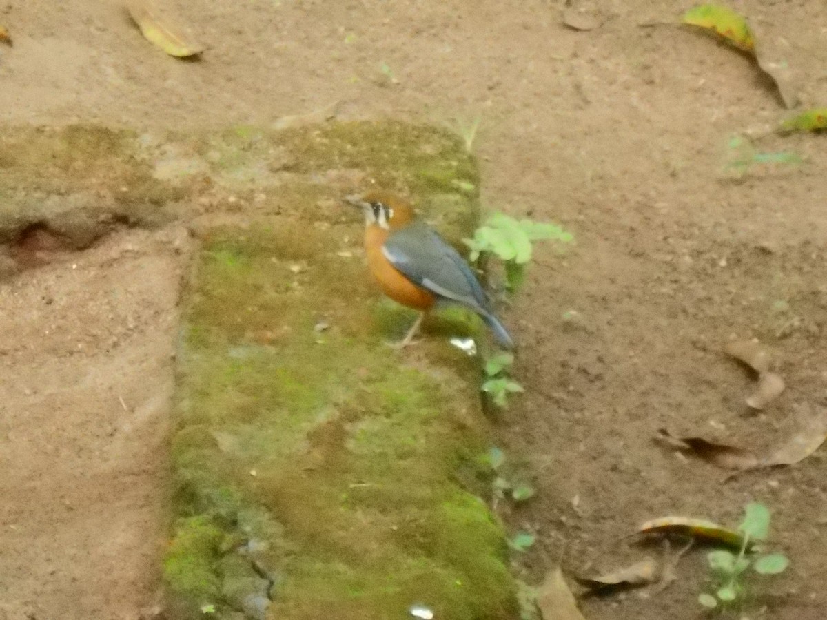 Orange-headed Thrush - ML550589051