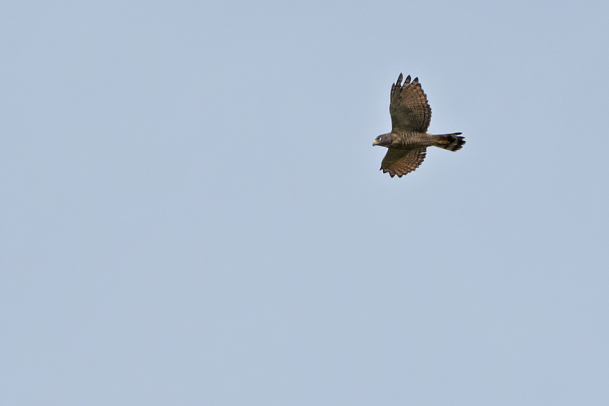 Roadside Hawk - ML550589551