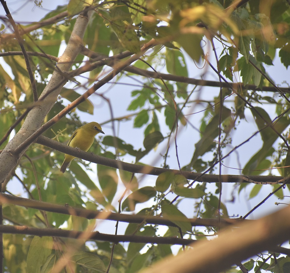 Northern Yellow White-eye - ML550589871