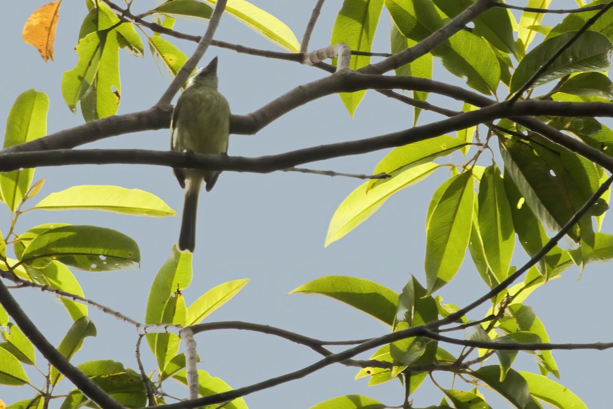 Eastern Olivaceous Flatbill - ML550589951