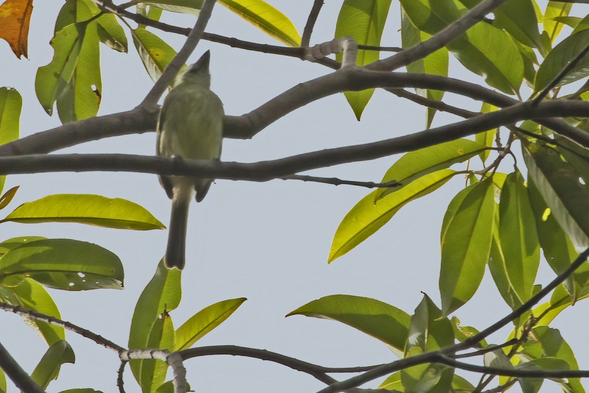 Eastern Olivaceous Flatbill - ML550589961