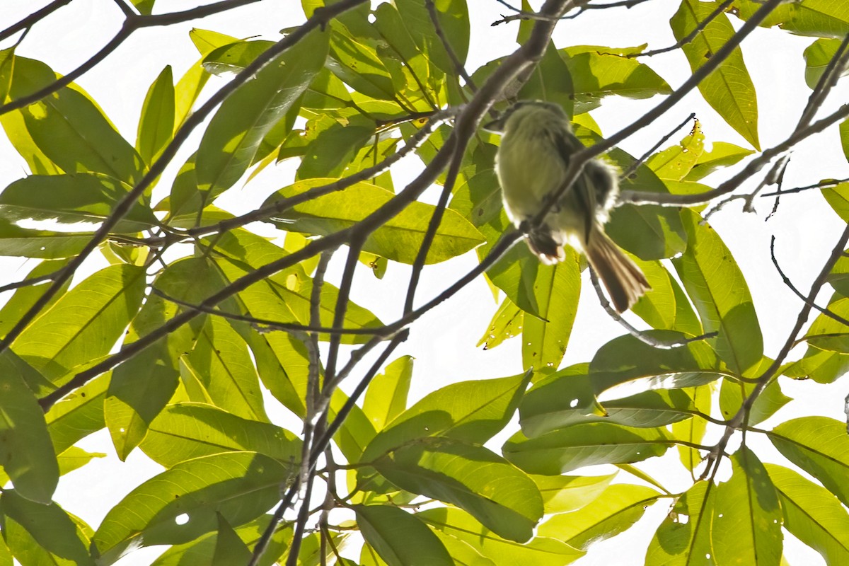 Eastern Olivaceous Flatbill - ML550589971