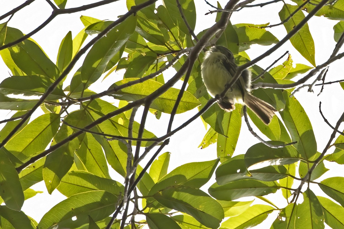 Eastern Olivaceous Flatbill - ML550589981