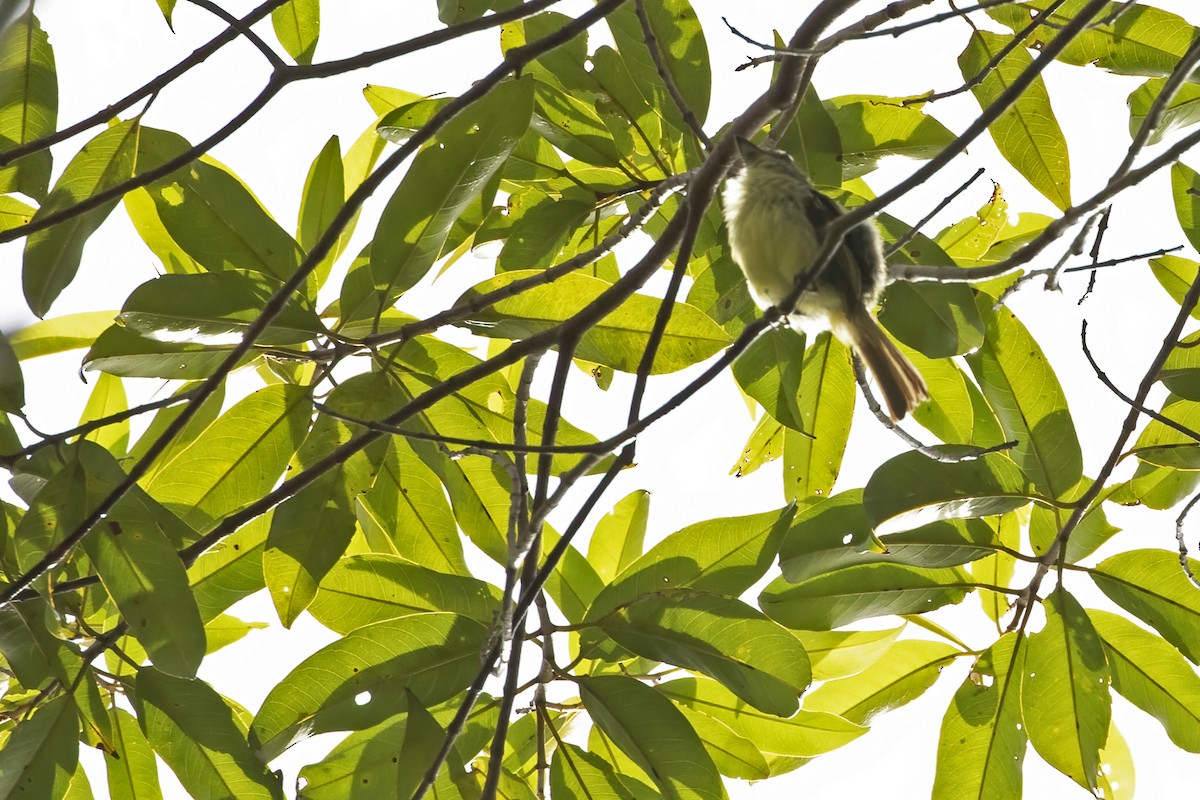 Eastern Olivaceous Flatbill - ML550589991